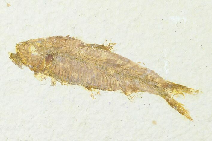 Fossil Fish (Knightia) - Wyoming #143456